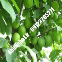 نهال گوجه سبز اصلاح شده شناسنامه دار 09123205271 احمد بابا