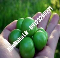 نهال گوجه سبز پیوندی شناسنامه دار | ۰۹۱۲۳۲۰۵۲۷۱ احمد بابا | خرید نهال گوجه سبز پیوندی شناسنامه دار | فروش نهال گوجه سبز پیوندی شناسنامه دار | قیمت نهال گوجه سبز پیوندی شناسنامه دار