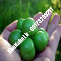 نهال گوجه سبز پیوندی شناسنامه دار 09123205271 احمد بابا